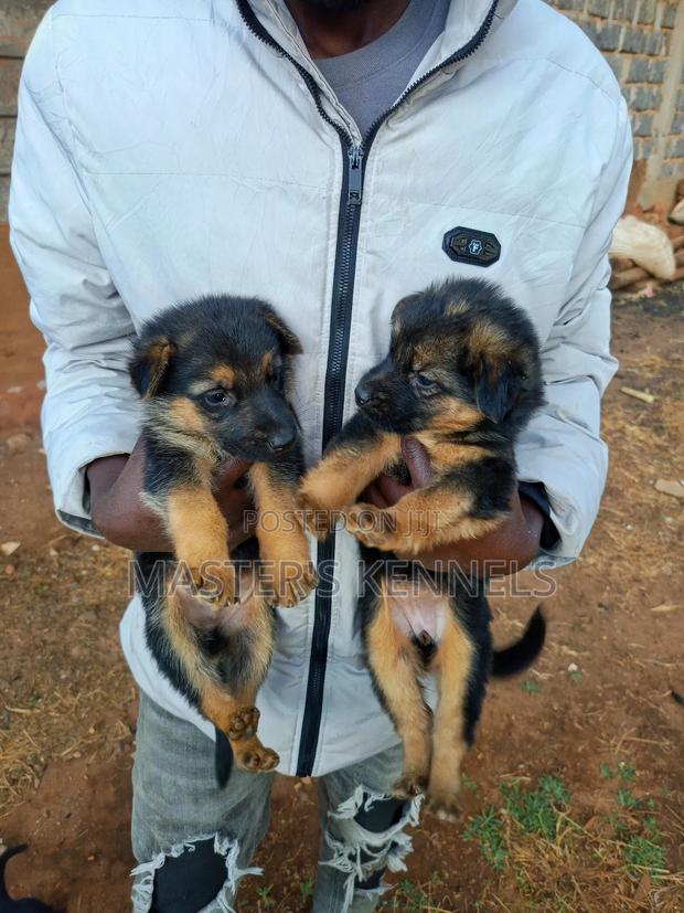 1-3 months Female Purebred German Shepherd - main view
