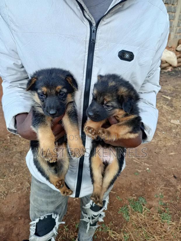 1-3 months Female Purebred German Shepherd - thumbnail 3