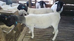 Dorper Sheep - main view