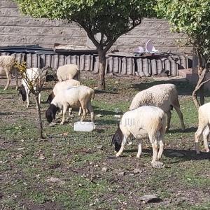Pure Dorper Sheep - main view