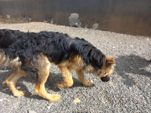 6-12 months Male Purebred German Shepherd