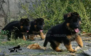 1-3 months Female Purebred German Shepherd