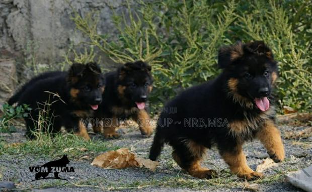 1-3 months Female Purebred German Shepherd - thumbnail 4