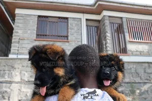 1-3 months Female Purebred German Shepherd