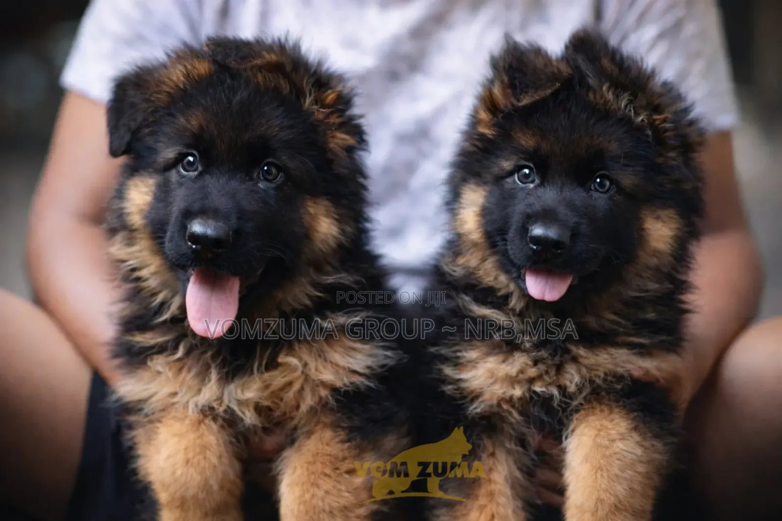 1-3 months Female Purebred German Shepherd