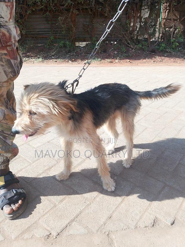 3-6 months Female Mixed Breed Jack Russell Terrier - main view