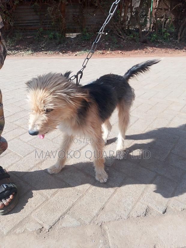 3-6 months Female Mixed Breed Jack Russell Terrier - thumbnail 2