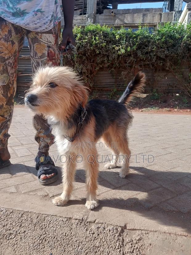 3-6 months Female Mixed Breed Jack Russell Terrier - thumbnail 3