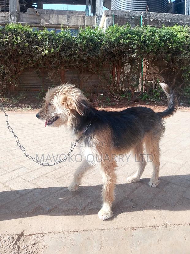 3-6 months Female Mixed Breed Jack Russell Terrier - thumbnail 4