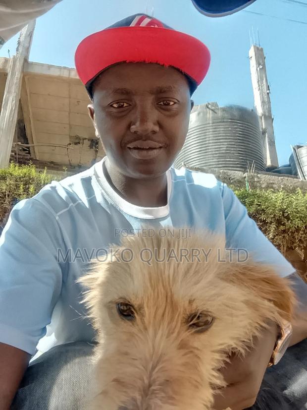 3-6 months Female Mixed Breed Jack Russell Terrier - thumbnail 5