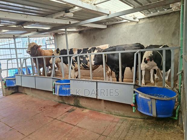 Super Perdigree Breeding Bull - main view