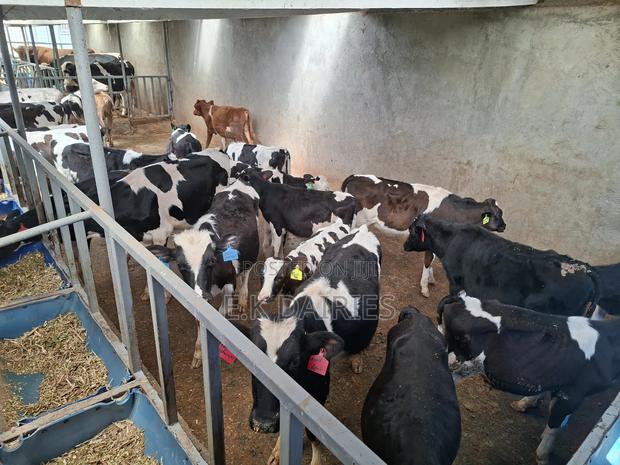 Weaned Heifers - thumbnail 3