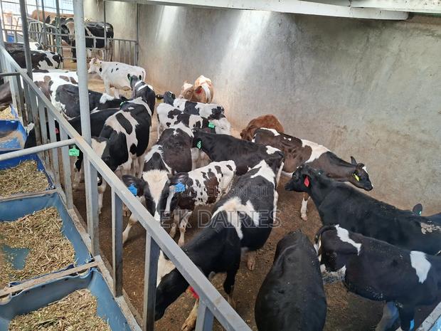 Weaned Heifers - thumbnail 4