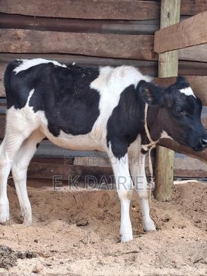 Weaned Heifers - thumbnail 2