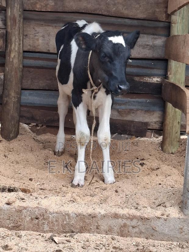 Weaned Heifers - thumbnail 5