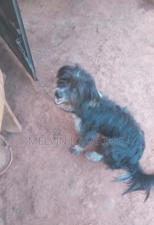 1+ year Female Mixed Breed Havanese - thumbnail 2