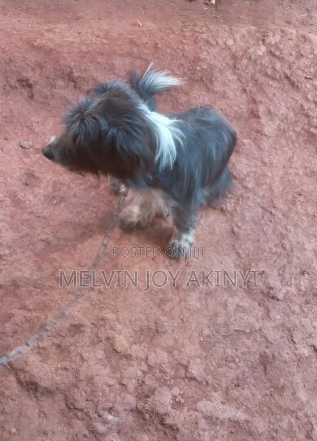 1+ year Female Mixed Breed Havanese - thumbnail 3