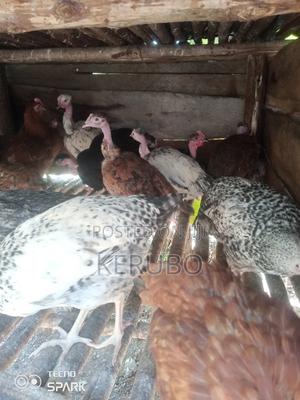 Chicks (Kienyeji) - main view