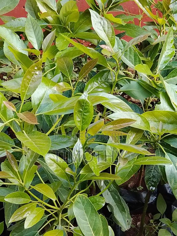 Hass Avocado Seedlings - main view