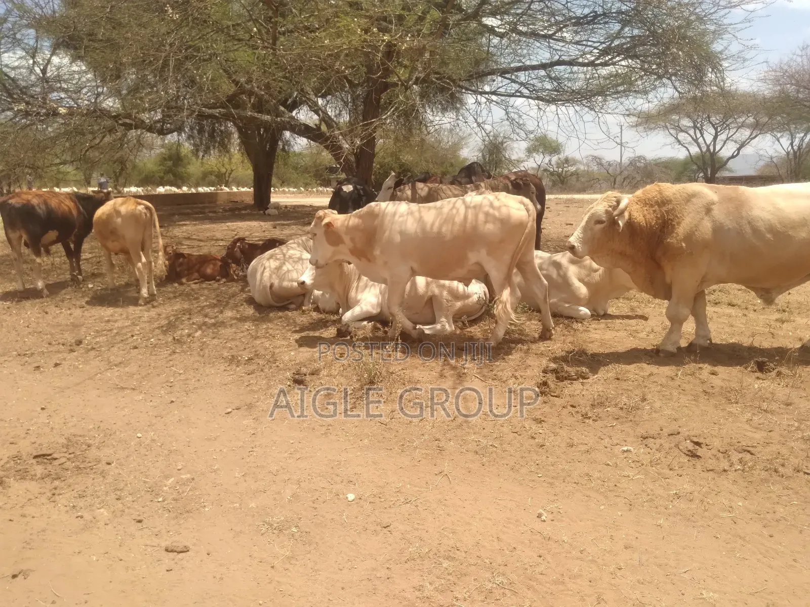 5 Acres PrimeLand Bisil Namanga Rd on Sale!