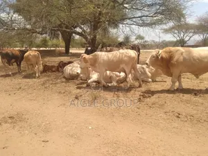5 Acres PrimeLand Bisil Namanga Rd on Sale!