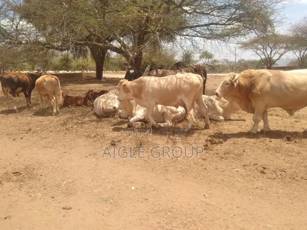 Ngatataek 500acres On Sale - thumbnail 4