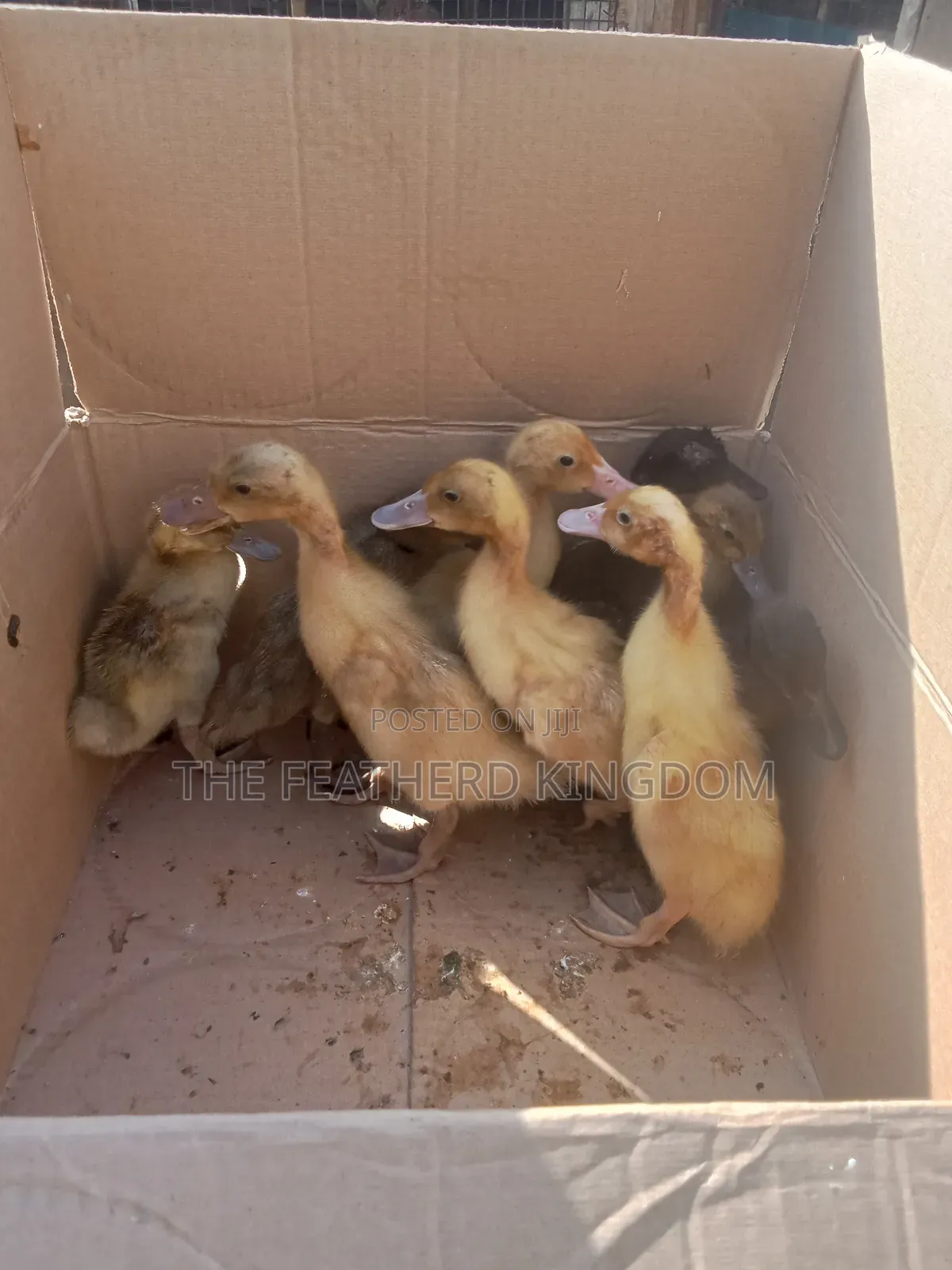 Day Old to a Week Old Khaki Campbell Ducklings