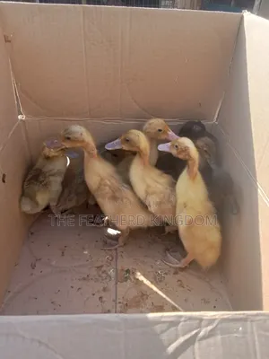 Day Old to a Week Old Khaki Campbell Ducklings