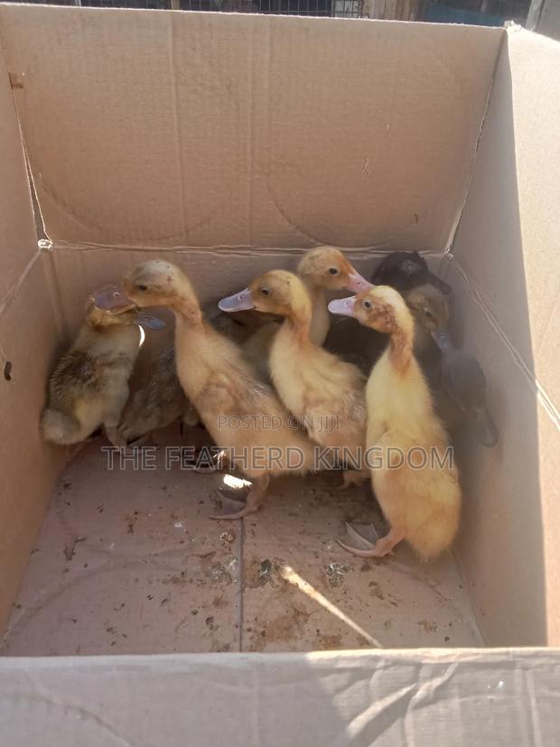 Day Old to a Week Old Khaki Campbell Ducklings - thumbnail 4