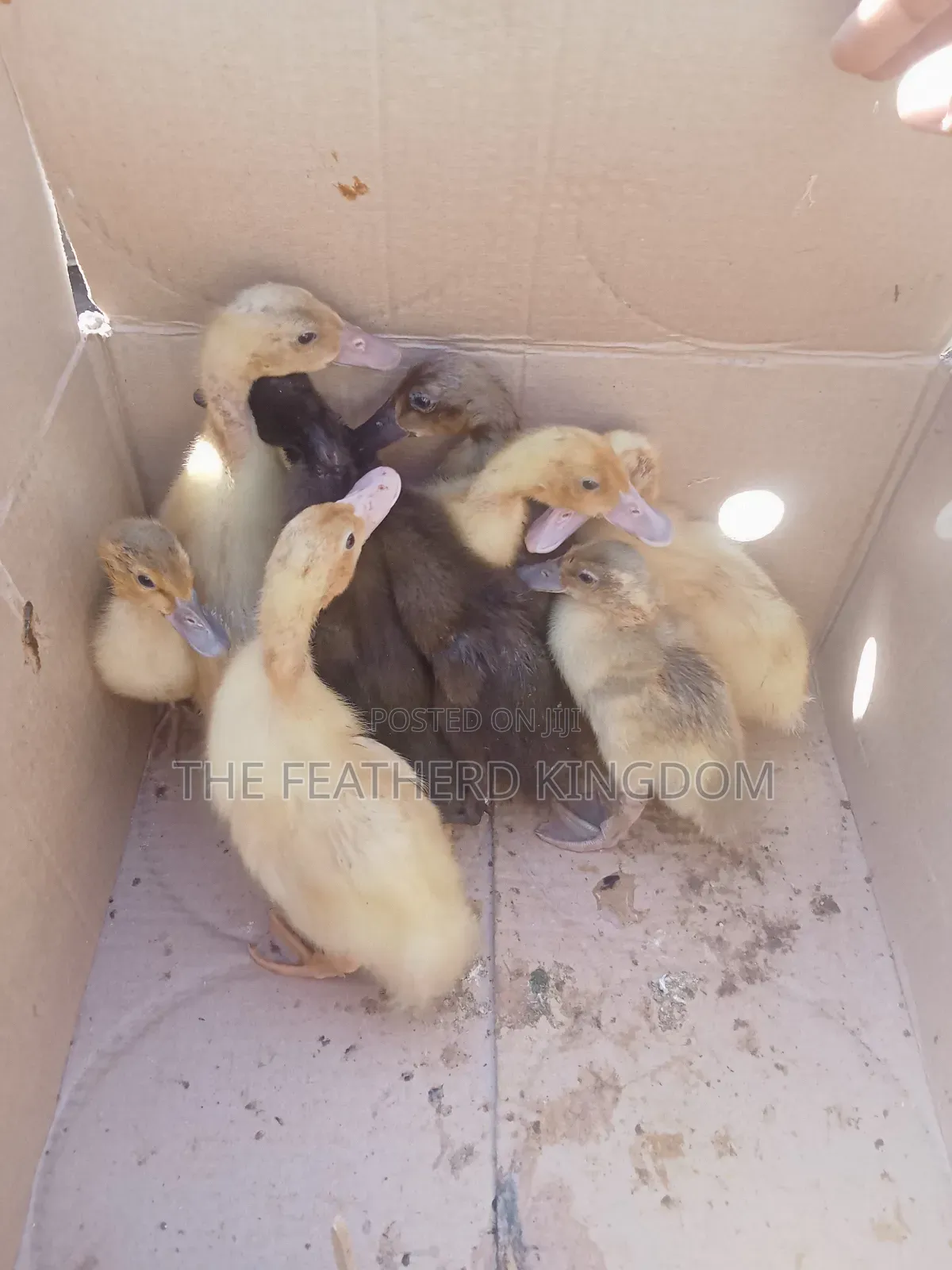 Day Old to a Week Old Khaki Campbell Ducklings