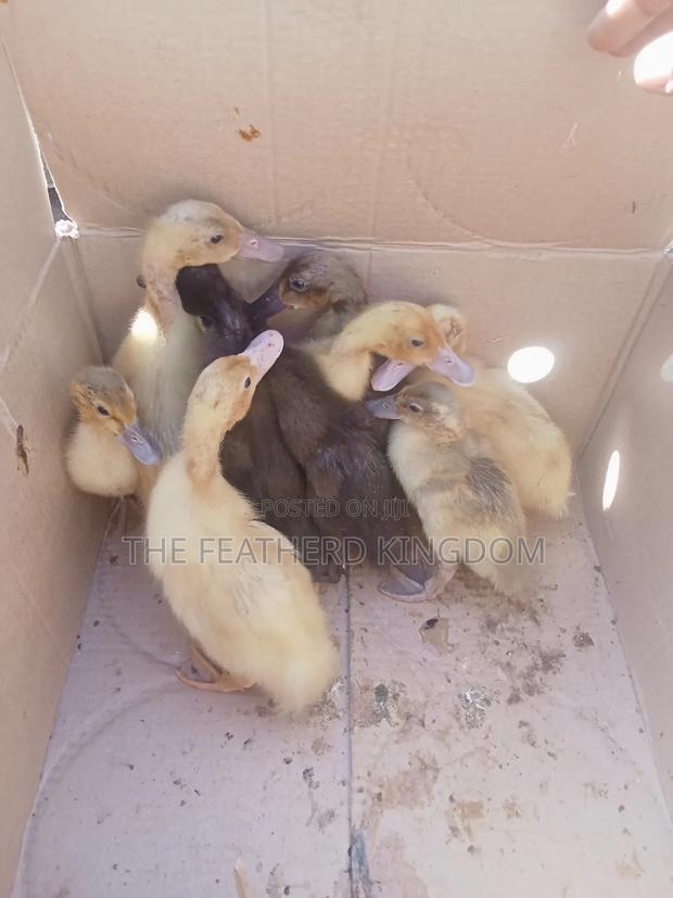 Day Old to a Week Old Khaki Campbell Ducklings - thumbnail 5