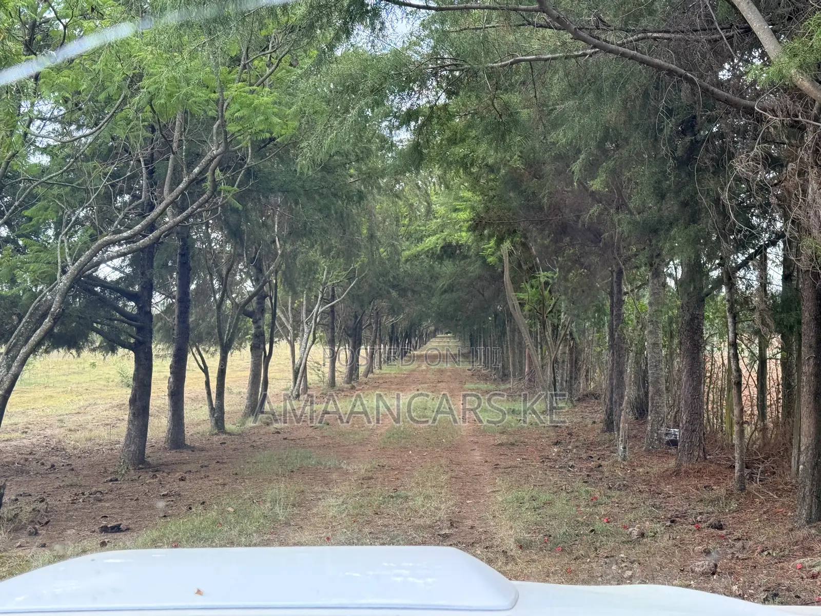 19-Acre Gorgeous Green Farm – 12km From Narok Town