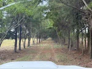 19-Acre Gorgeous Green Farm – 12km From Narok Town