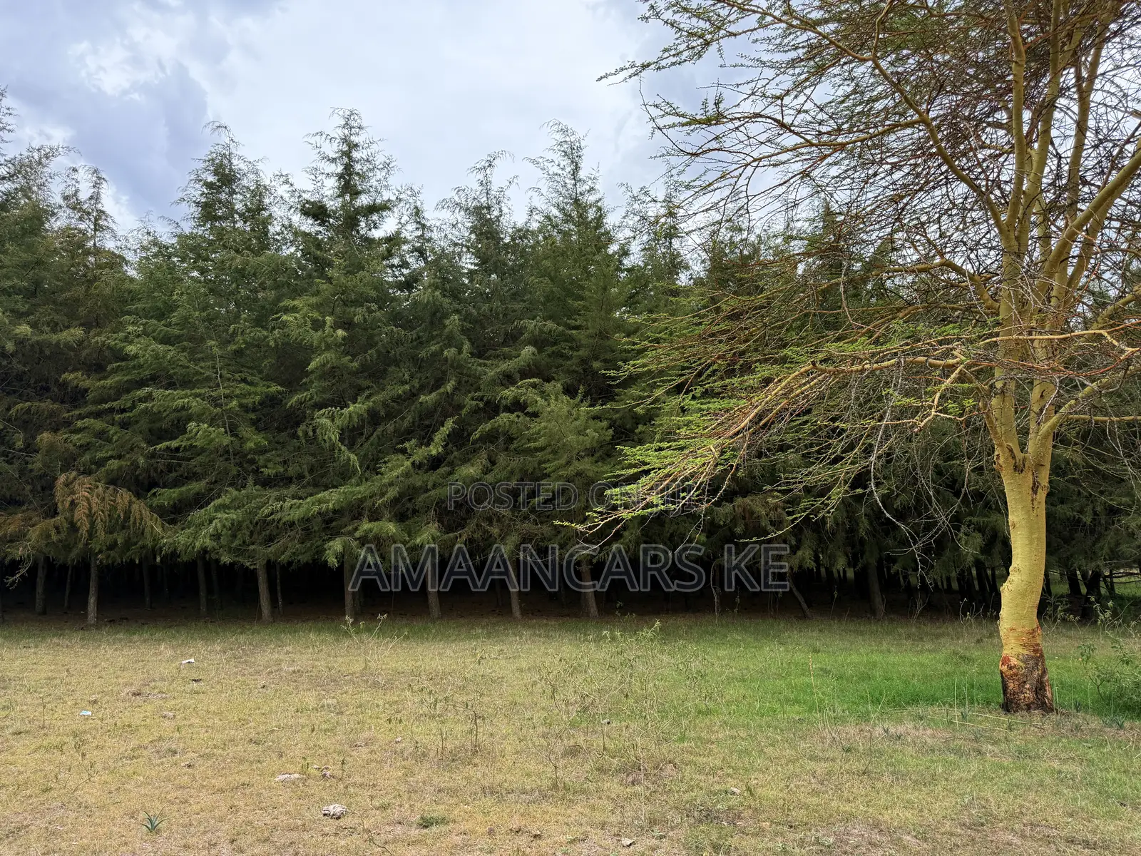 19-Acre Gorgeous Green Farm – 12km From Narok Town