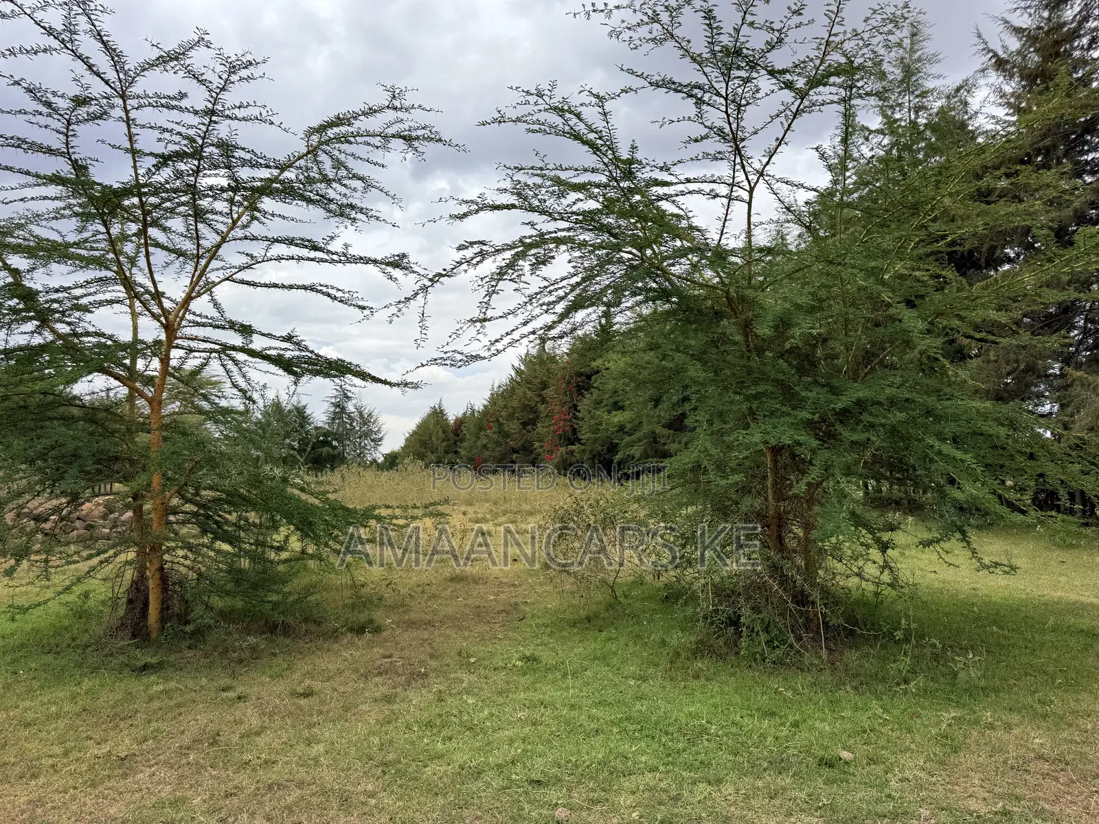 19-Acre Gorgeous Green Farm – 12km From Narok Town