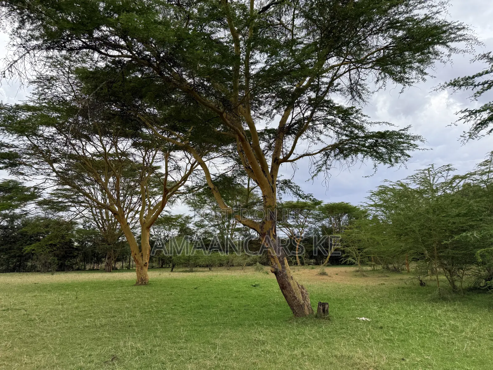 19-Acre Gorgeous Green Farm – 12km From Narok Town