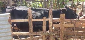 Milking Cow - main view