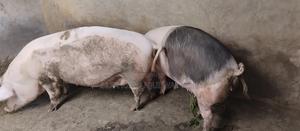 Pregnant Sows - main view