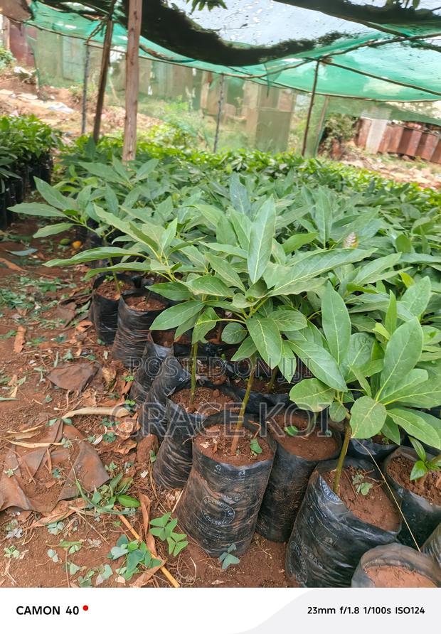 Happylands Fruits Seedlings - thumbnail 4