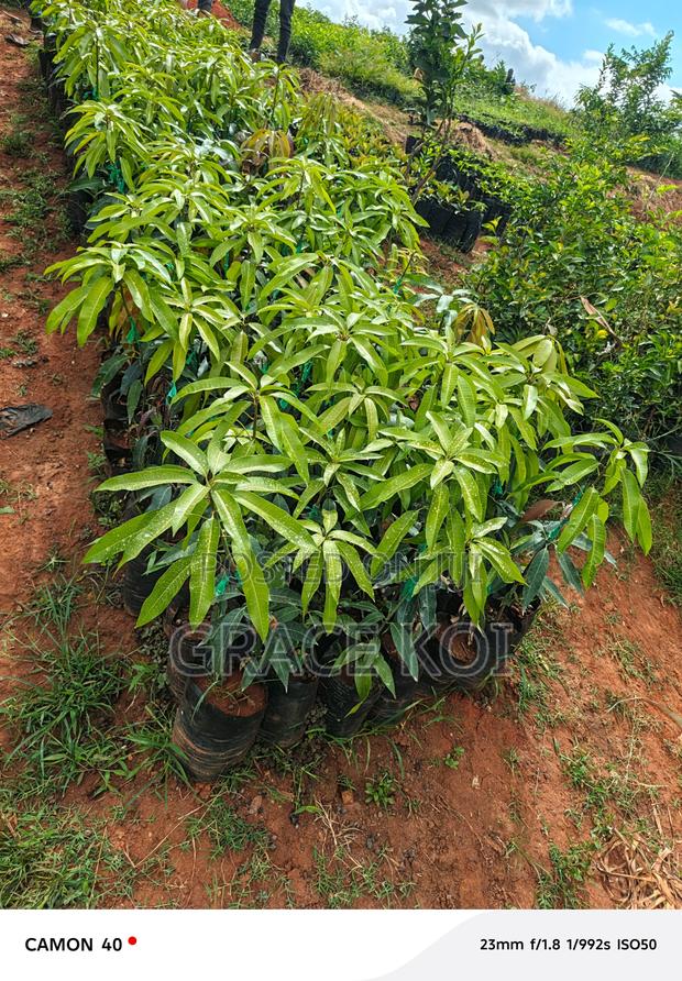 Happylands Fruits Seedlings - thumbnail 3