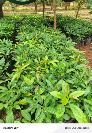 Happylands Fruits Seedlings
