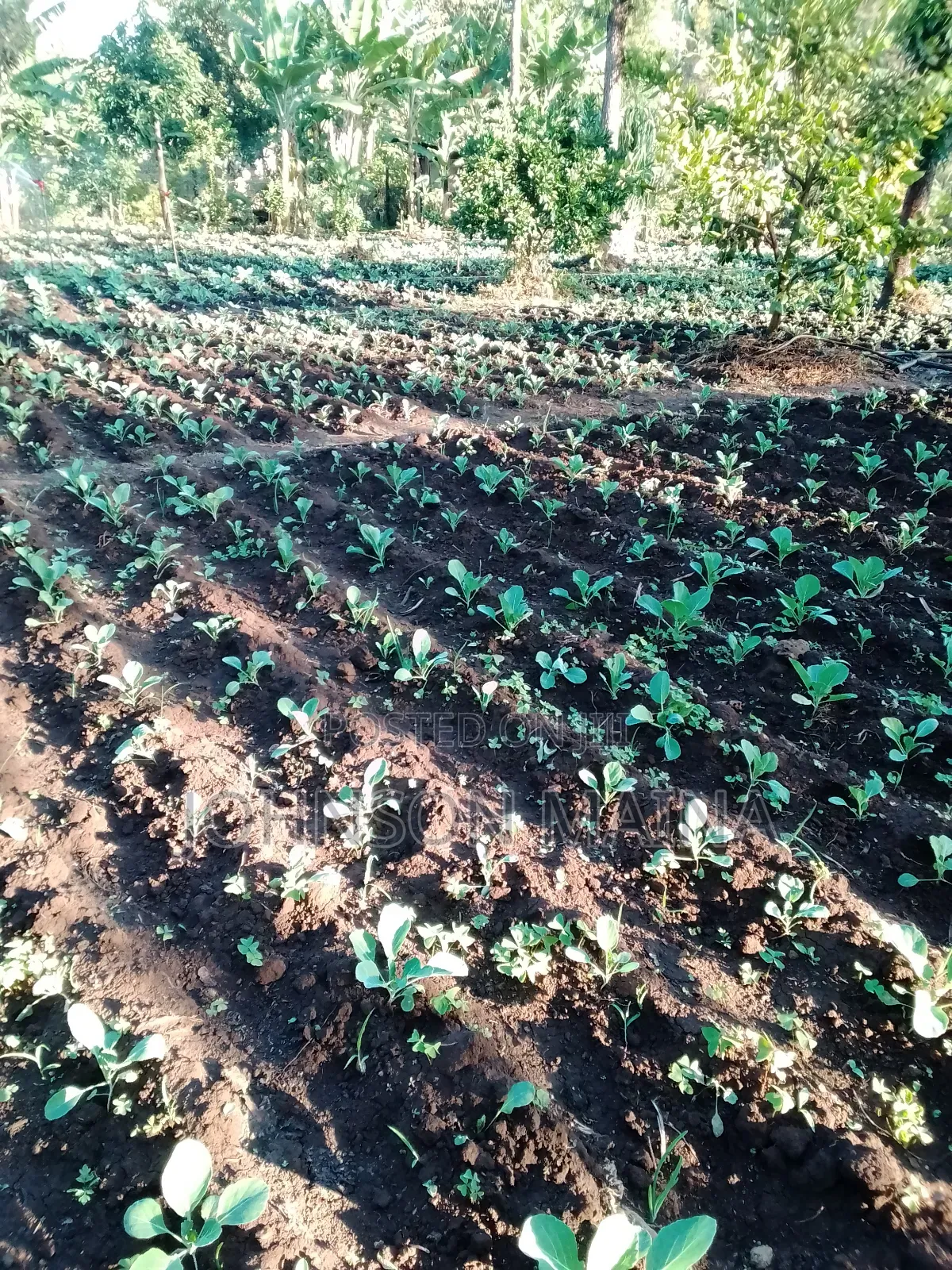 Land for Sale
