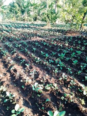 Land For Sale - thumbnail 2