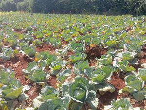 Cabbages for Sale - main view