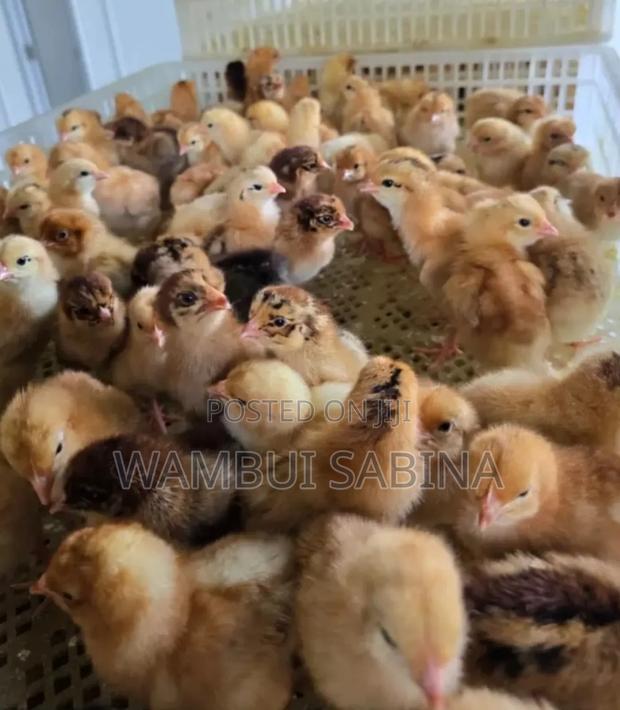 Day Old Improved Kienyeji Chicks - main view