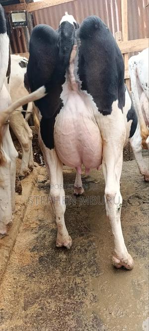 Pedigree Freshian Milker - thumbnail 2