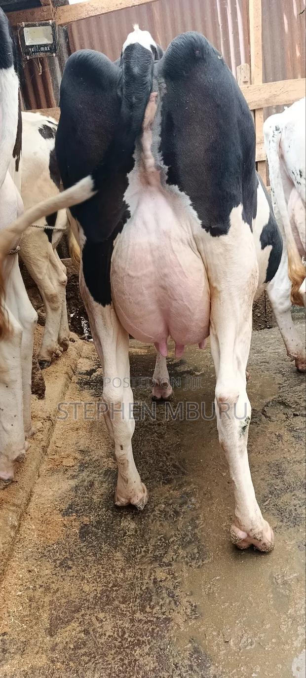 Pedigree Freshian Milker - main view