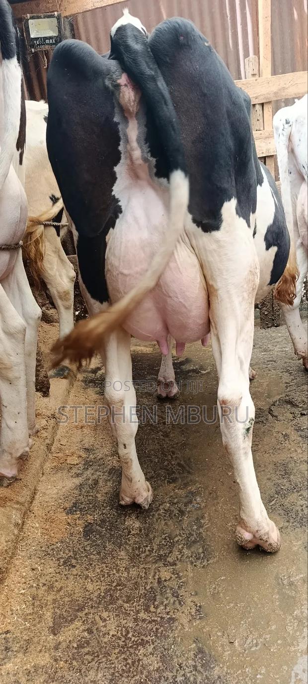 Pedigree Freshian Milker - thumbnail 3