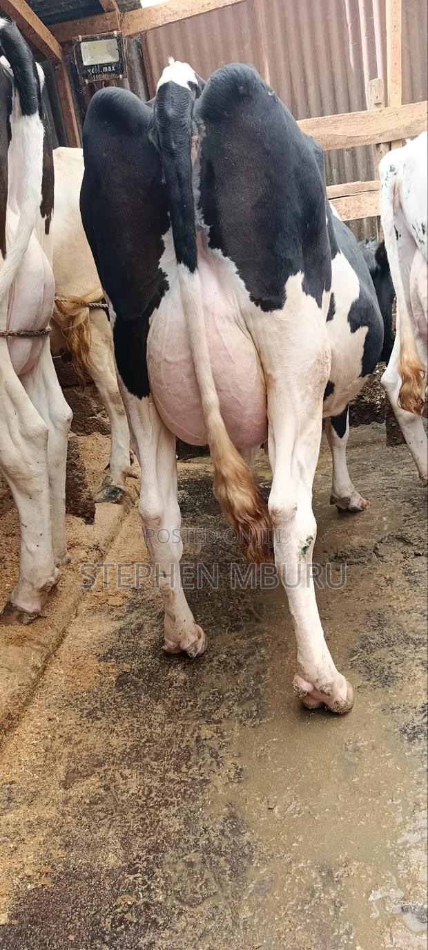 Pedigree Freshian Milker - thumbnail 4