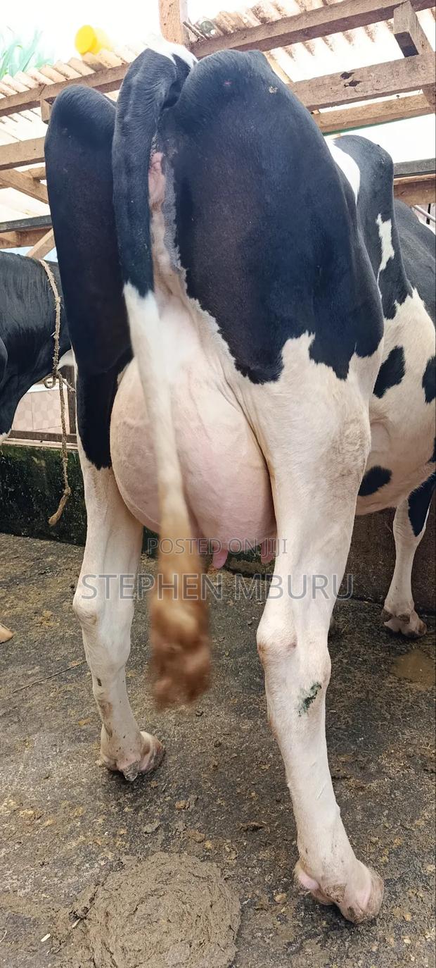 Pedigree Freshian Milker - thumbnail 5